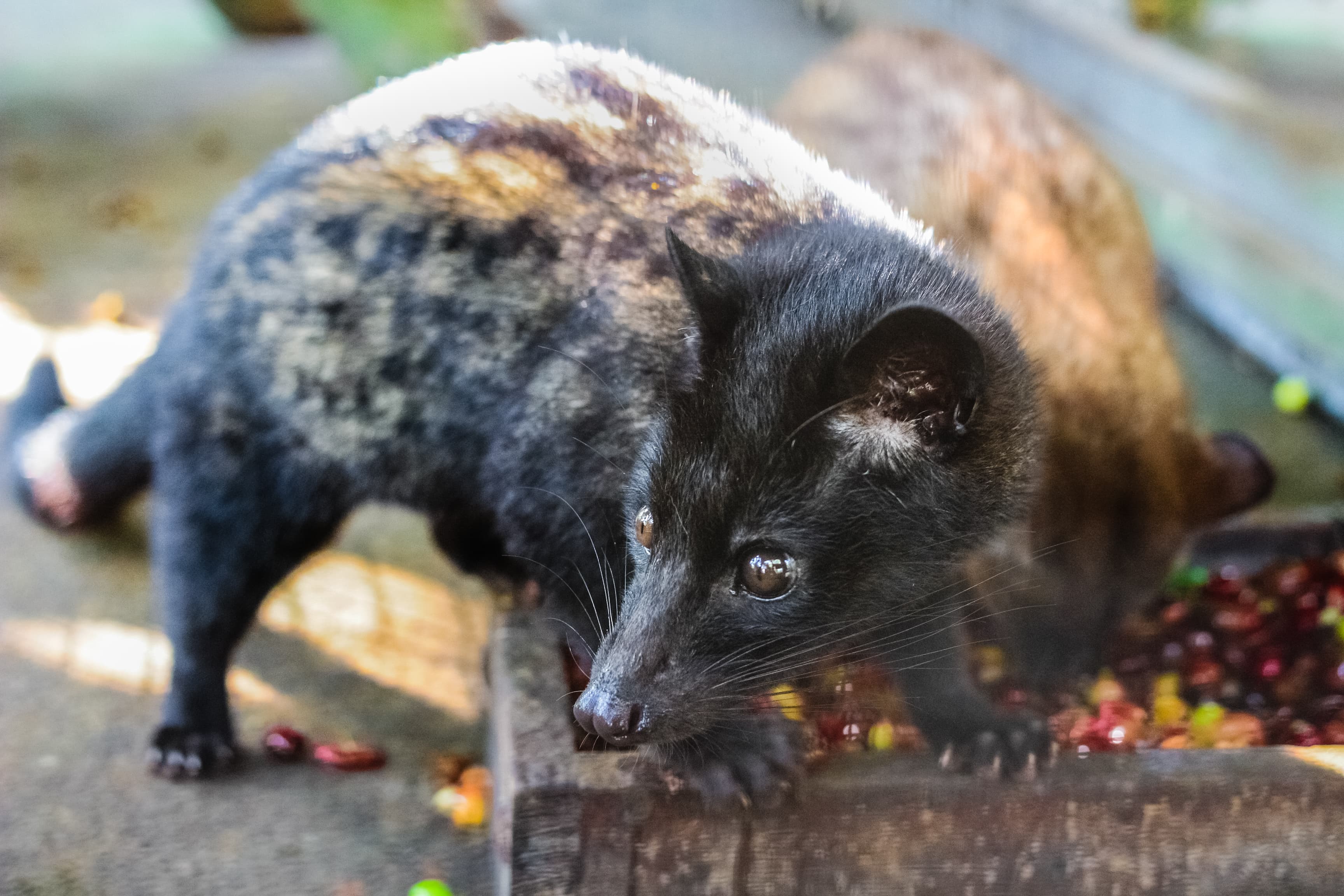 Zibetkatze bei der Auswahl von Kaffeebohnen – Grundlage für den seltenen Kopi Luwak Kaffee.